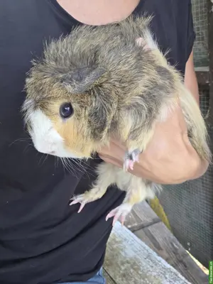 2 Meerschweinchen Männchen abzugeben