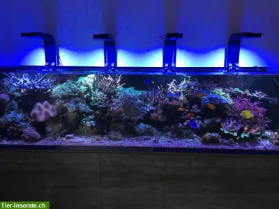 1400L Meerwasseraquarium komplett mit Korallen, Fische, Technik, Licht