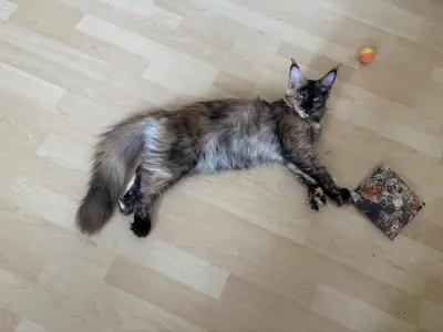 Reinrassiges Maine Coon Girl sucht Lebensplatz