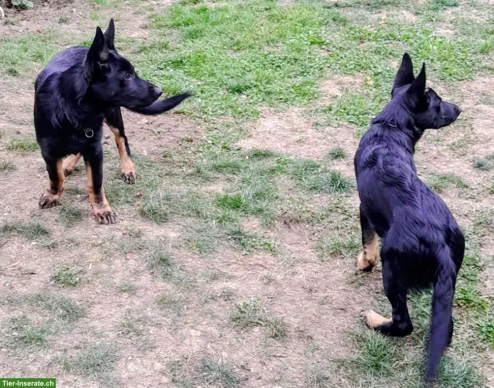 Deutsche Schäferhund Junghunde suchen neuen liebevollen Besitzer
