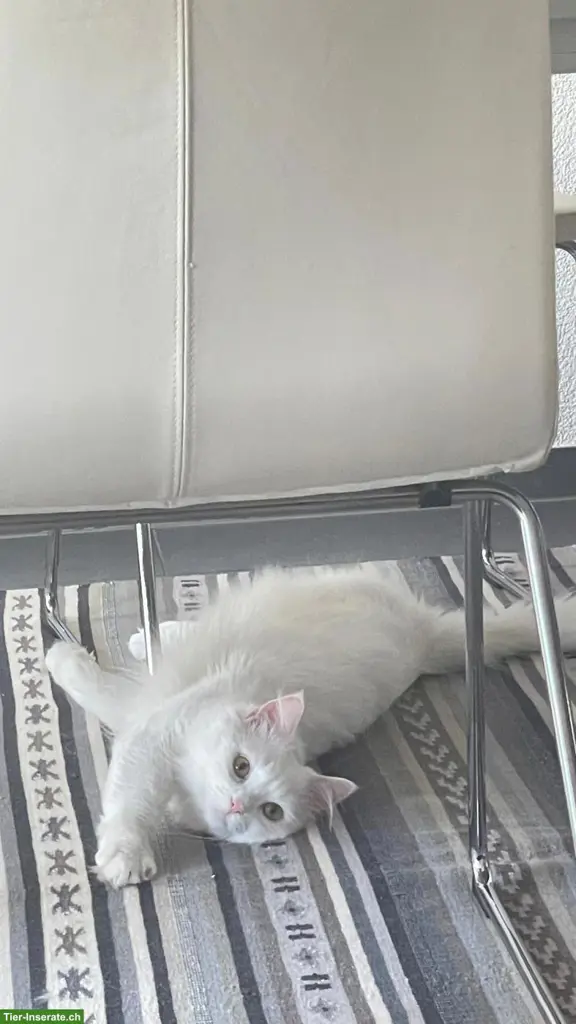 Suche Katzenbetreuung Raum Lenzburg