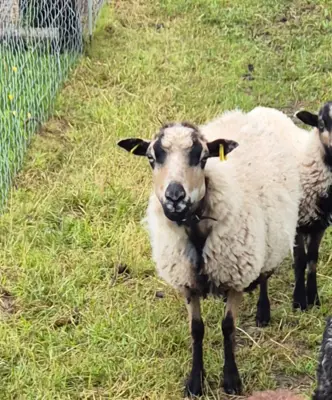 Ouessant Schafherde zu verkaufen