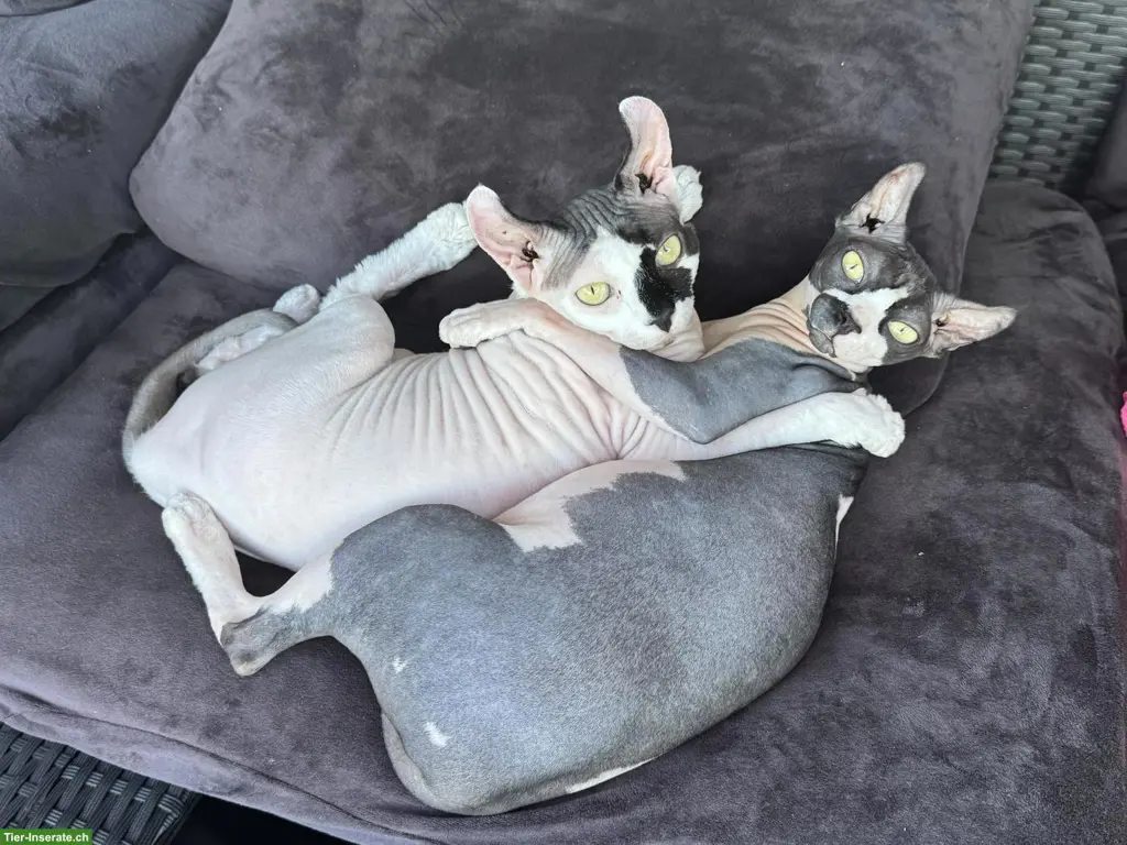 Zwei 1.5-jährige Sphynx Katzen suchen liebes Zuhause