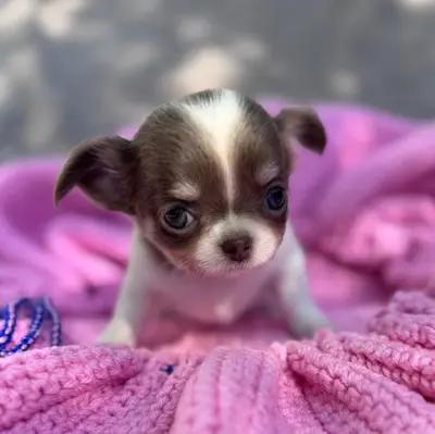 4 Chihuahua Welpen, weiblich