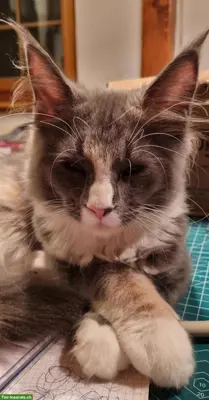 Maine Coon Katze sucht ihr Für-immer-Zuhause