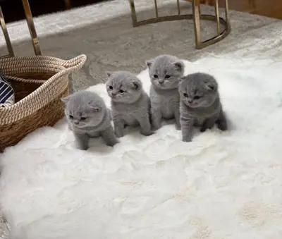 BKH Kitten