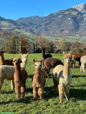 Diverse Alpakas zu verkaufen: Stuten, z.T. mit Cria bei Fuss, Wallache