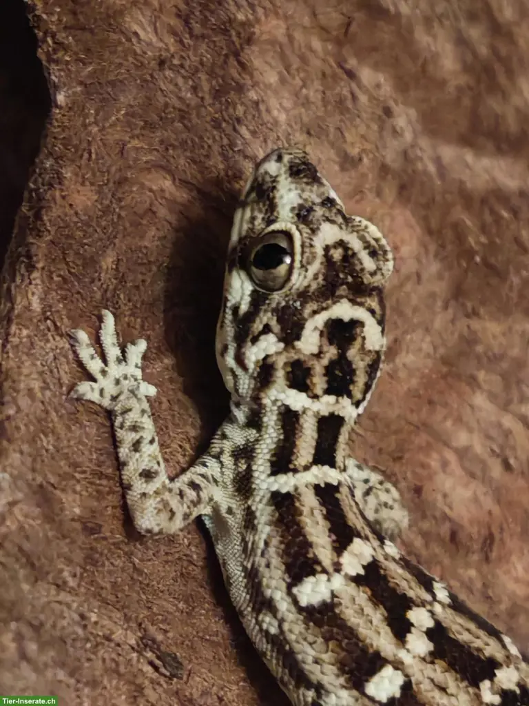 Rübenschwanz-Viperngecko Männchen zu verkaufen