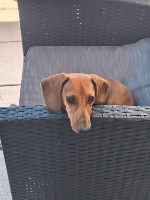 Brauner Zwergdackel 7 Monate alt