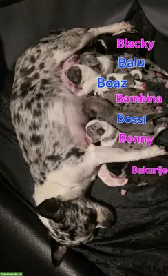 Wunderschöne Chihuahua Welpen suchen ein Zuhause