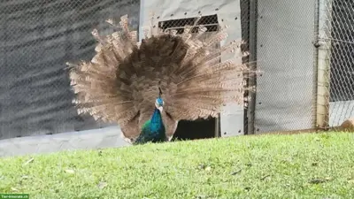 Blauer Pfau, Hähne aus Zucht