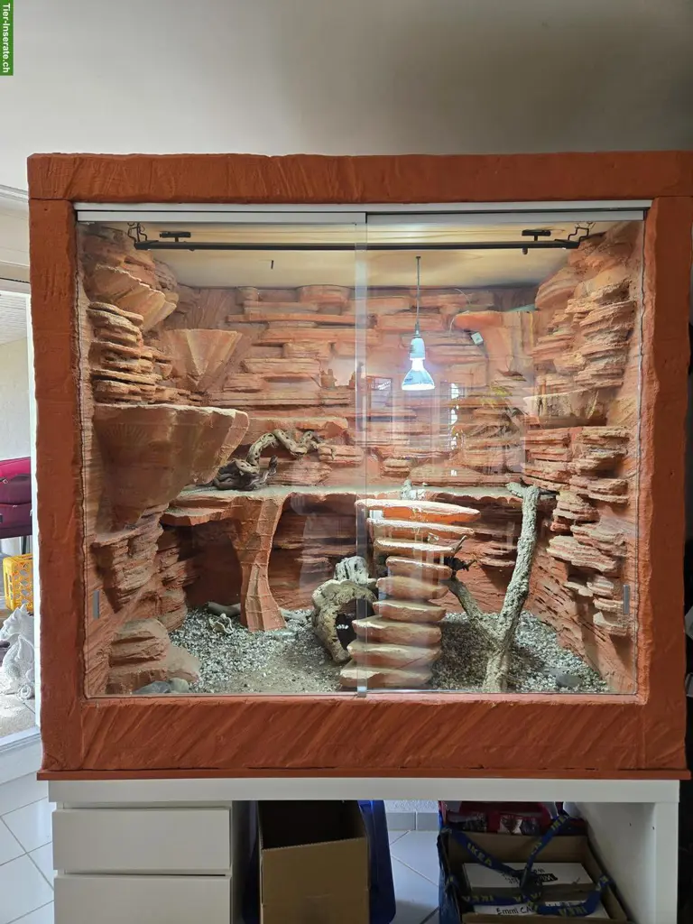 Bartagame «Pogona Vitticeps» Luffy inkl. Terrarium & Zubehör