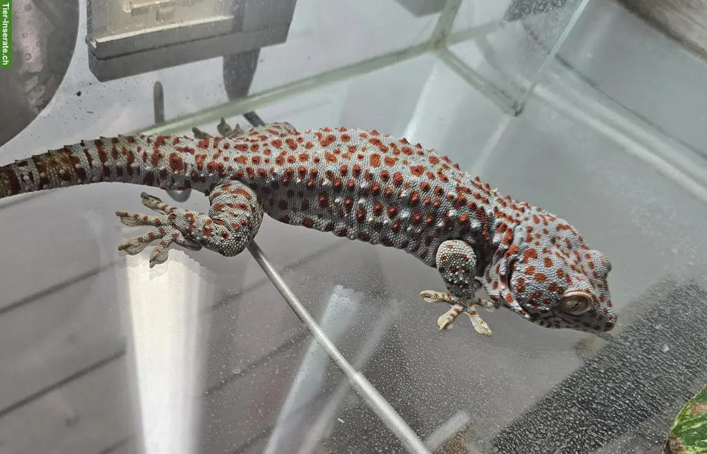 0.1 Tokeh Gekko, suche 1-2 Weibchen