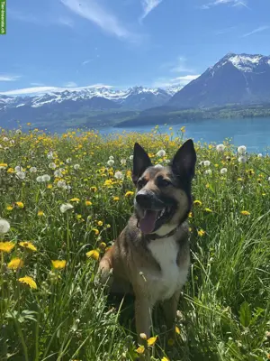 Suche Hundesitter in Umgebung Allschwil BL