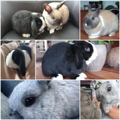 Tolle 3er Zwergkaninchen-Gruppe sucht artgerechten Lebensplatz