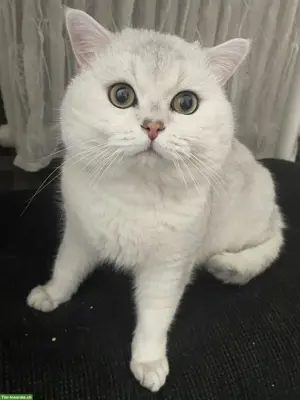 BKH Deckkater mit Stammbaum
