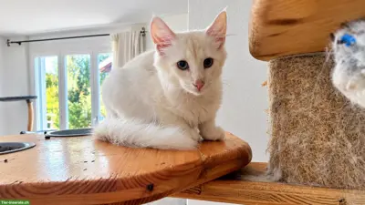 Norwegische Waldkatze Nori Creme silber schattiert es 11 NFO ♀️