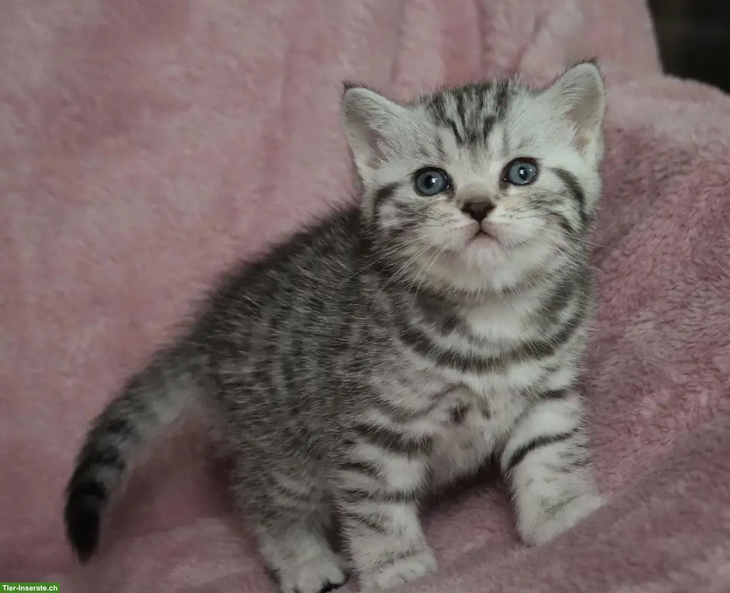 Gryffindors hat zauberhafte BKH-Tabbykitten