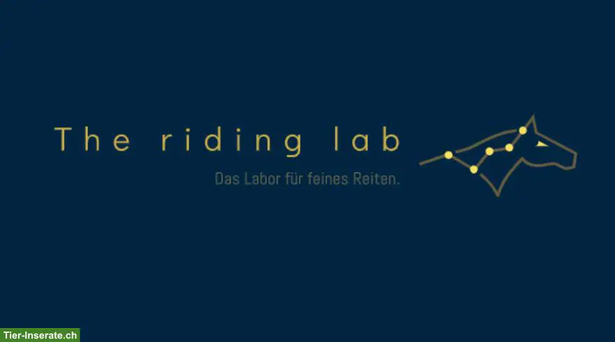 Riding Lab: Training, das wirkt đ§Ș