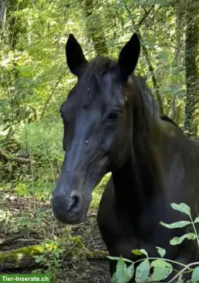 16-jährige Oldenburger Stute ans Futter - tolles Freizeitpferd