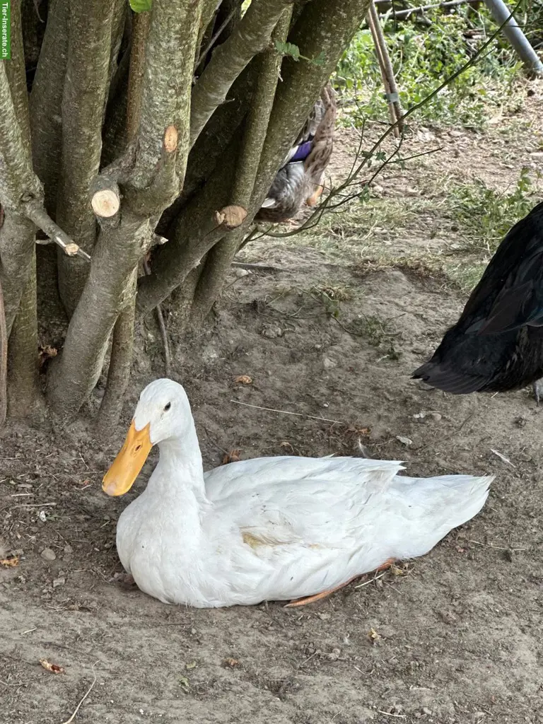 Junge Laufenten abzugeben