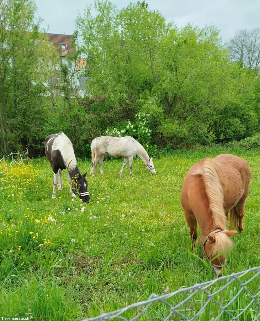Stallvertretung in Winterthur Wülflingen gesucht