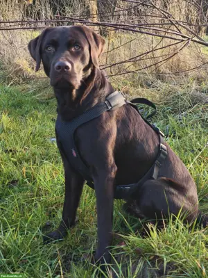 Leo - Chocolate Labrador Deckrüde ab August 2026 🐾