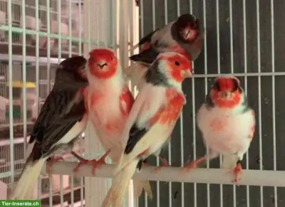 Kanarienvögel in verschiedenen Mutationen