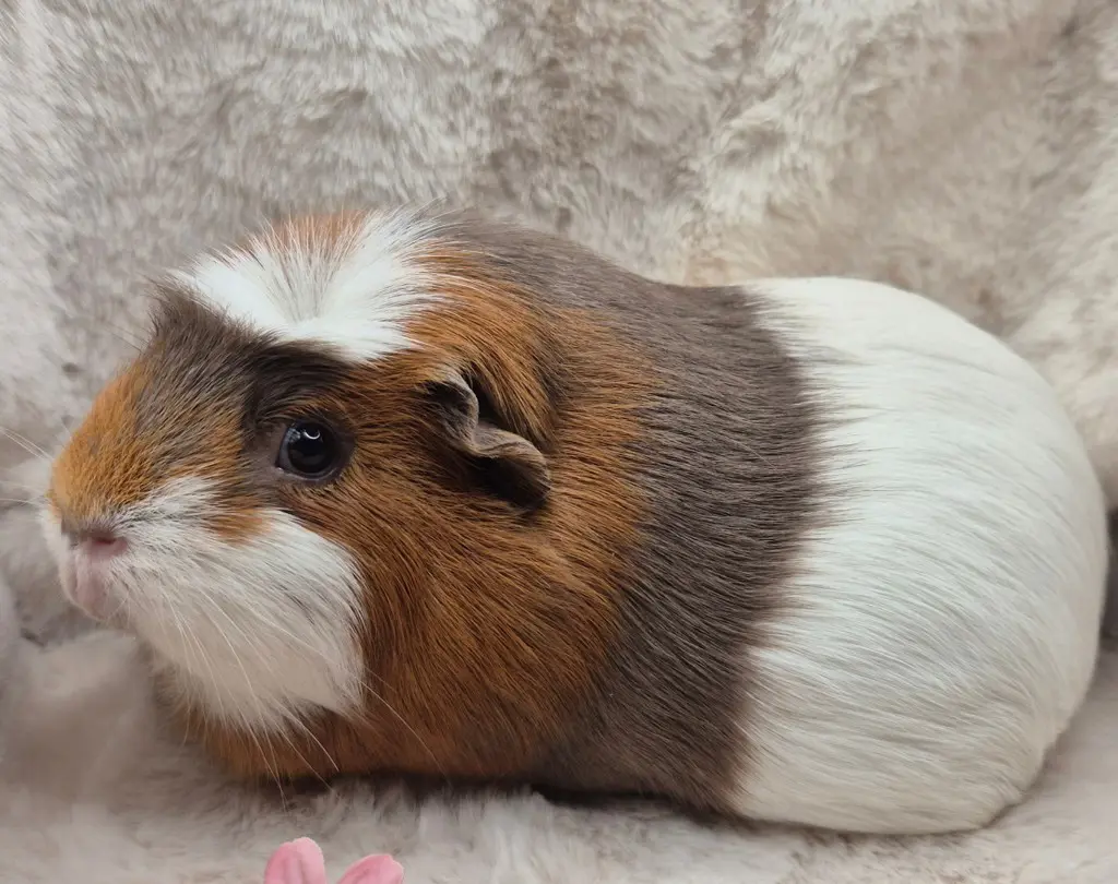 Wunderschönes Meerschweinchen Paar