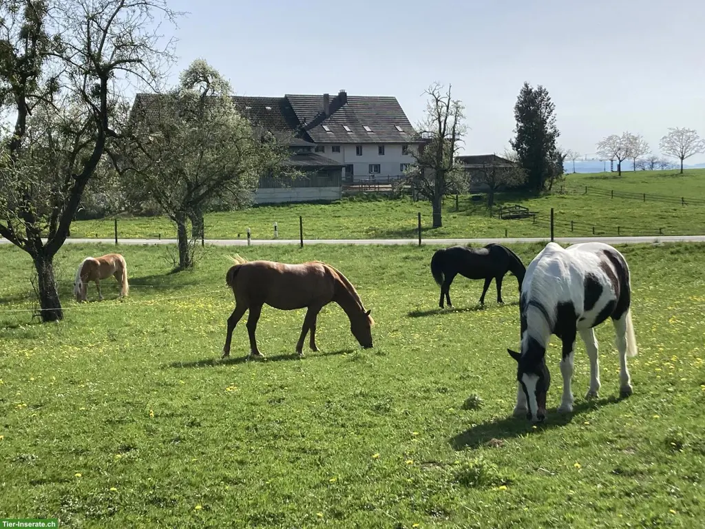 Offenstallplatz frei in 4er Gruppe in Unterhörstetten TG