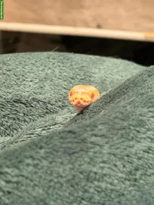 2 Albino het Clown Königspython Babys zu verkaufen