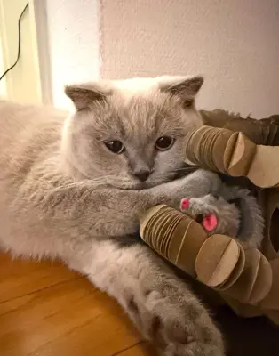 BKH Kater Shirko sucht liebevolles Zuhause ❤️