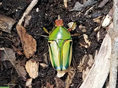 Eudicella hornimani Käfer zu verkaufen