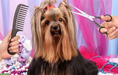 Hundefriseurin mit Hausbesuche