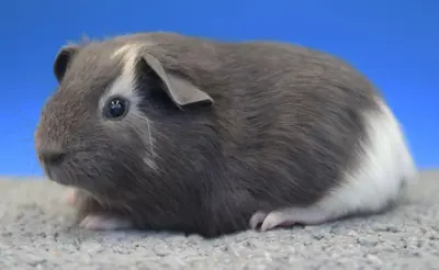 Glatthaar-Meerschweinchen