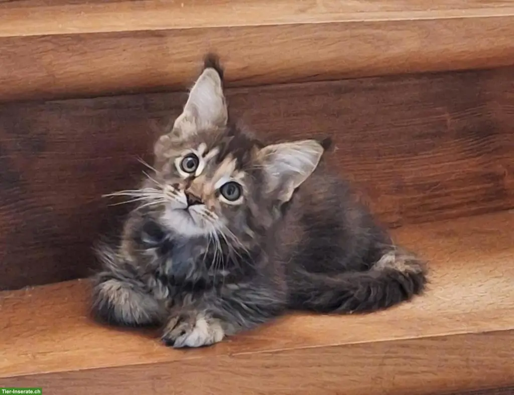 Maine Coon Kätzchen, reinrassig zu verkaufen