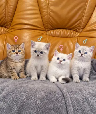 süsse BKH Kitten suchen ein liebevolles Zuhause