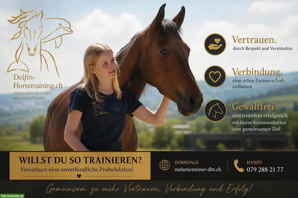 Delfin Horsetraining: Einzellektionen in der ganzen Schweiz