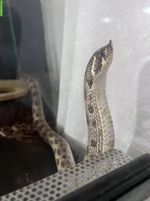 Heterodon nasicus Weibchen, Classic het Toffee, Zucht