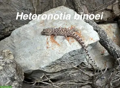 Heteronotia binoei abzugeben