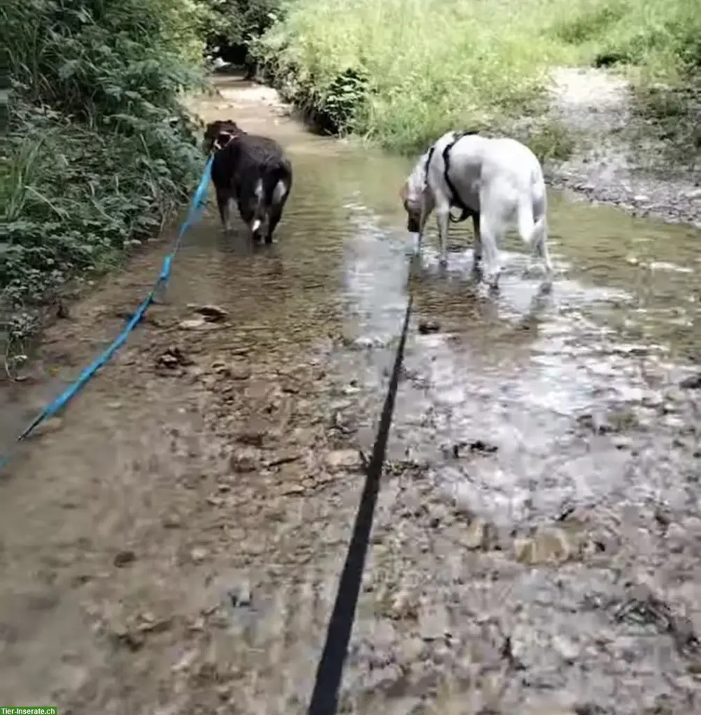 đ¶ ZuverlĂ€ssige Hundesitterin in Winterthur đ¶