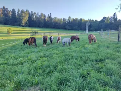 Spazier-/Pflegebeteiligungen für Ponys im Zürcher Oberland