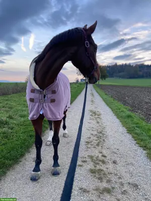 Reitbeteiligung für liebevolle Schweizer Warmblut Stute, Gränichen AG