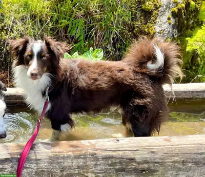 Miniature Australian Shepherd Rüde, 3.5-jährig
