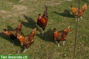 Appenzeller Spitzhaubenzucht Hahn ev. Huhn ZUN, gold schwarz getupft