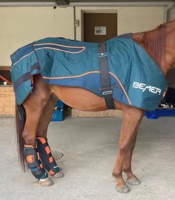 Bemer Horse Set