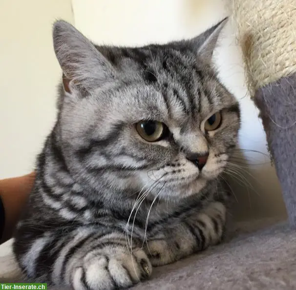 Wunderschöner BKH Deckkater silver tabby