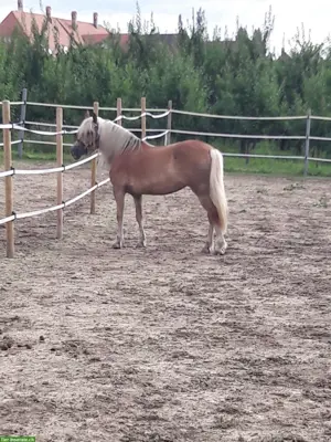 Biete Reitbeteiligung auf sportlicher Haflinger Stute, Epsach BE