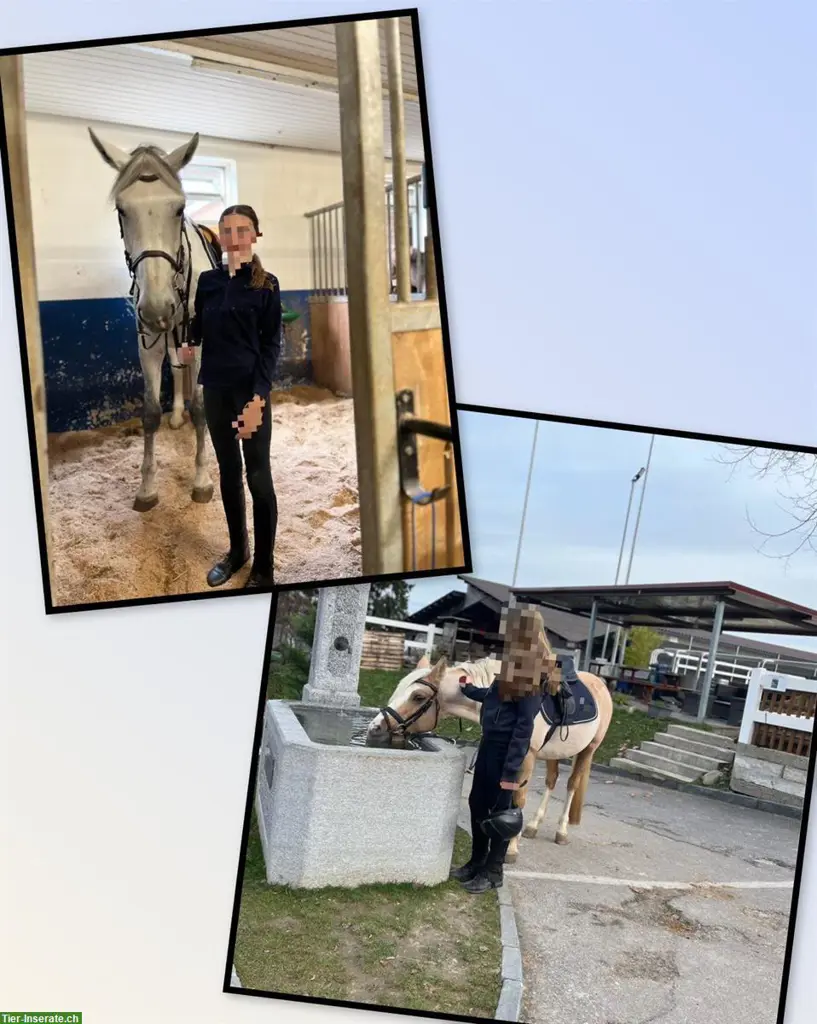 Hannah & Victoria suchen eine Reitbeteiligung, Nähe Zürich