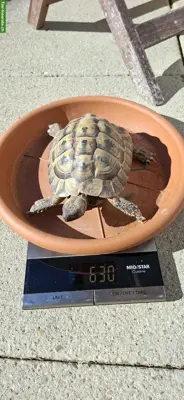 Männliche Griechische Landschildkröte, 12-jährig